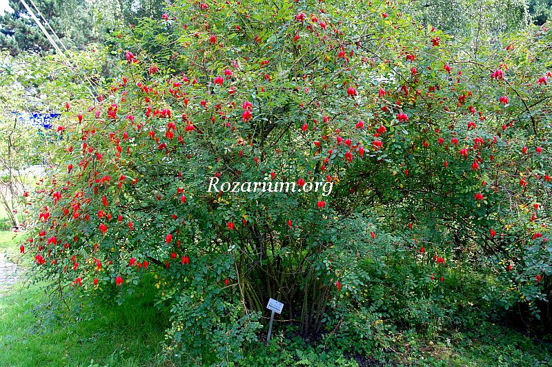 Rosa sweginzowii Macrocarpa